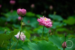 朱芳雨：签威姆斯能让马尚有危机感 他的经验也可以帮助年轻人